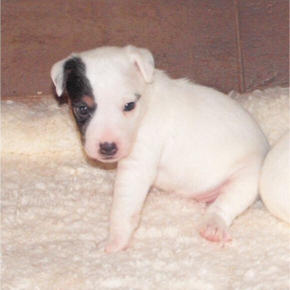 Honest Kitchen helps puppy