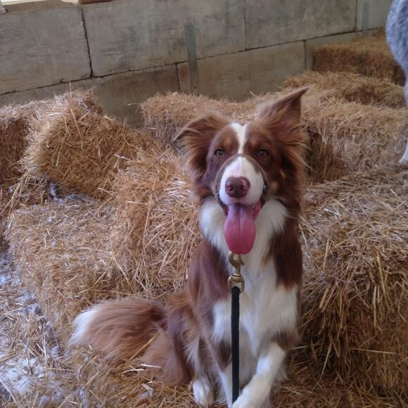 Bella waiting for her turn sheepherding