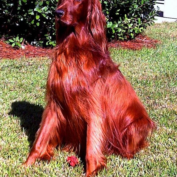 Red Magic the Irish Setter. From starved and homeless to magnificent.Thanks THK!