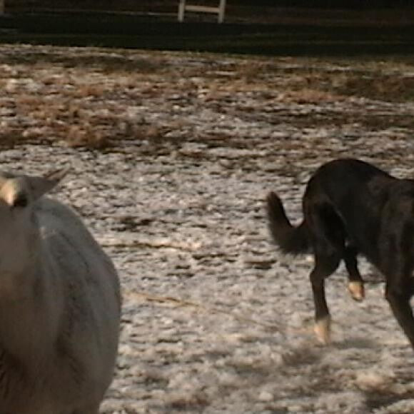 Cooper having fun with his sheep