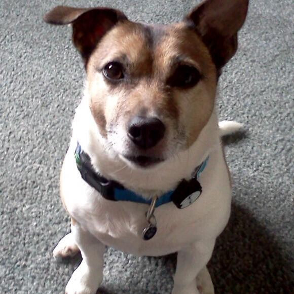 My name is Jack. I am a 9 your old jack russell terrier.
