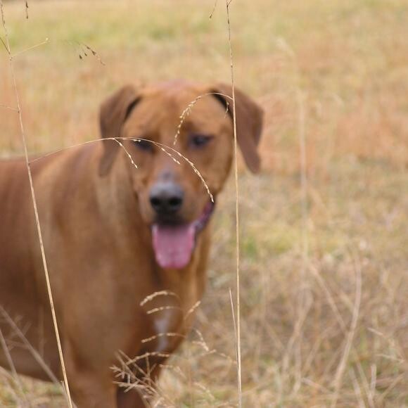 Kirby the BEST 11 year old Rhodesian Ridgeback