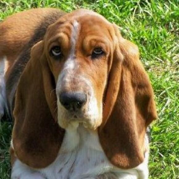 CH Candyland Poor Pitiful Pearl. 7 year old spayed basset hound. Sweetest girl!