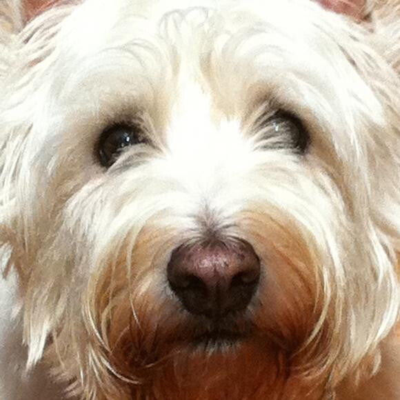 Rocky: Ball player, squirrel chaser, tv watching handsome boy!