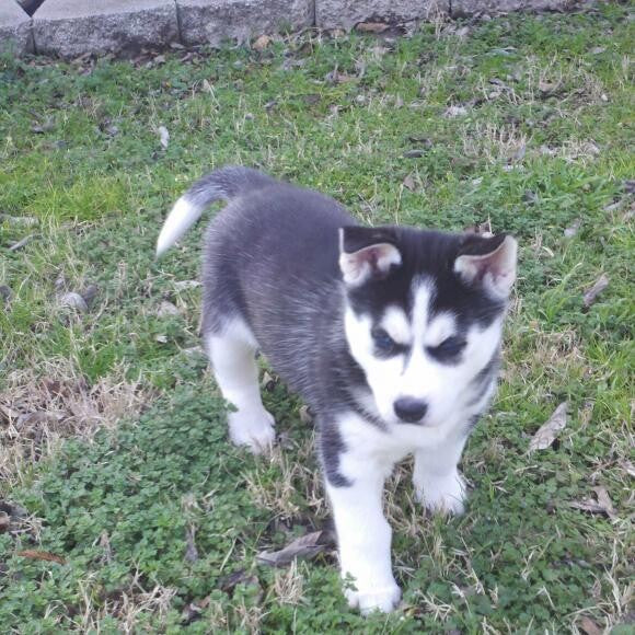 Baby Brees