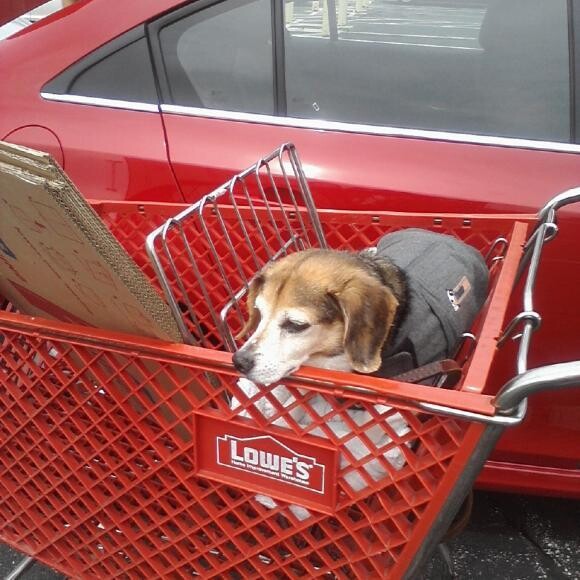 Those Thunder Shirts work well.