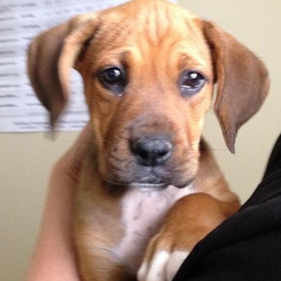 I am still a puppy at 7 months but I weigh 70 lbs. Yikes!