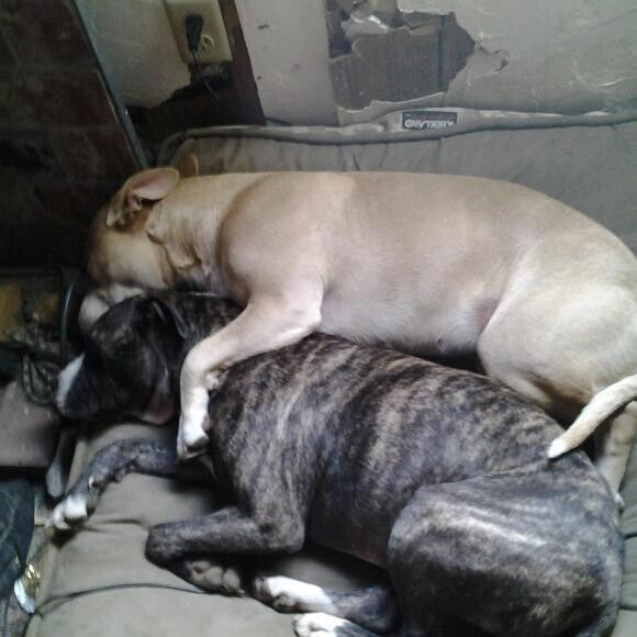 Snuggles by the fire