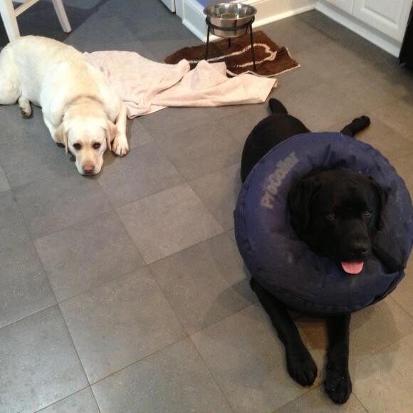 Bruin during his recovery and Sophie behind him
