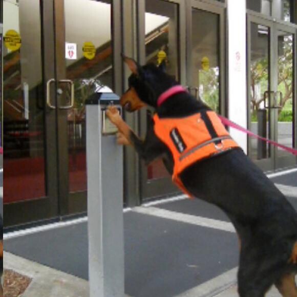 Marley opening a door for me