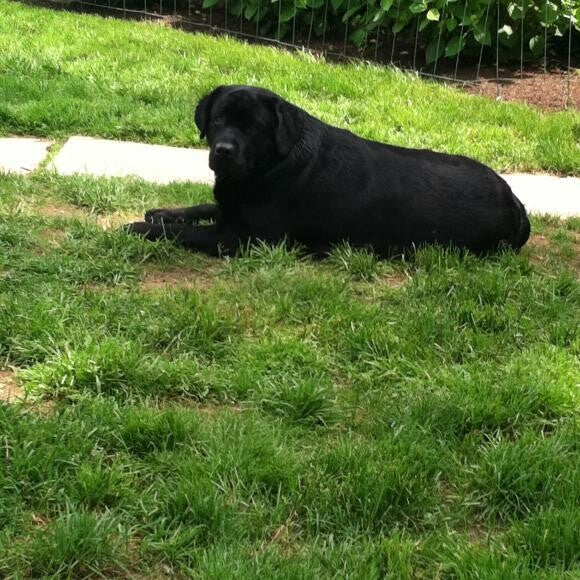 Bruin