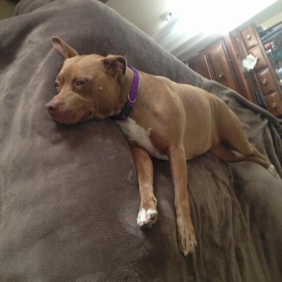 Chloe loves nap time