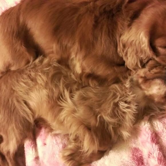 They like to sleep together.
