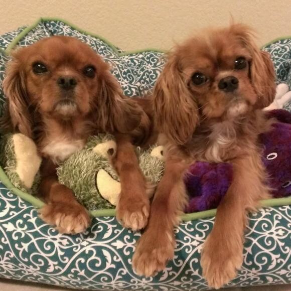My furbaby girls!