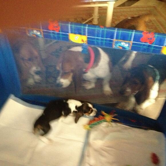 ZEKE with his foster brothers and sisters. Look how small he is.