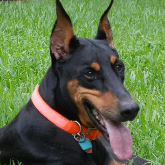 Marley the service dog