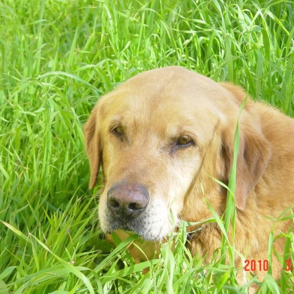 Best Dog Ever