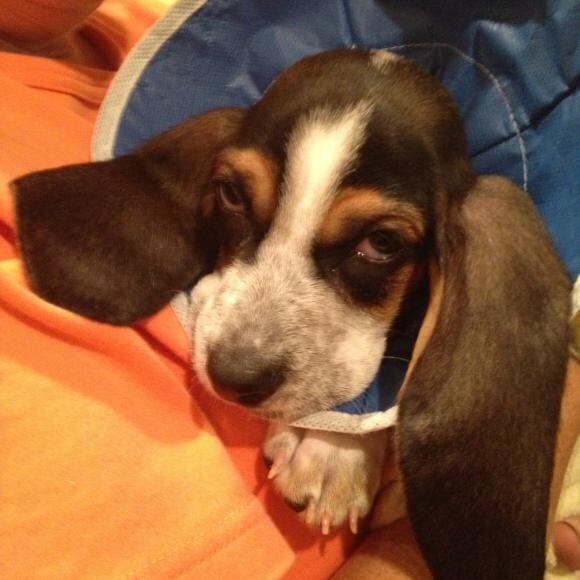 Zeke at home after surgery