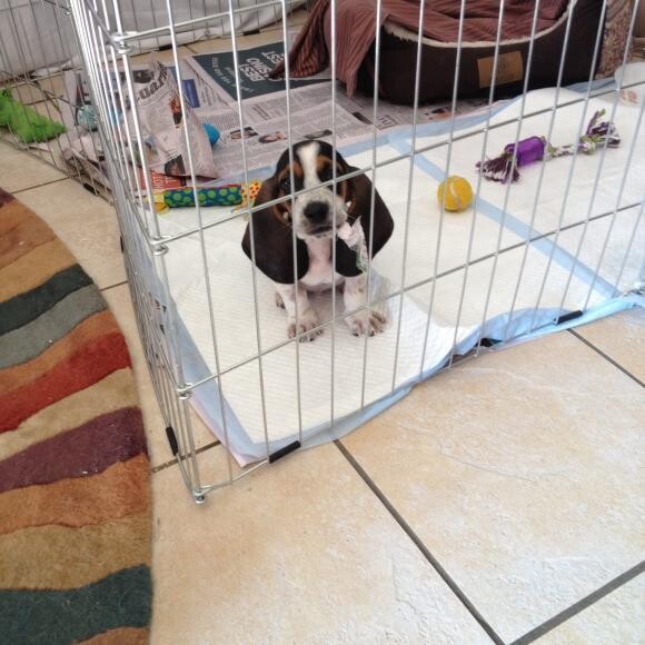 Let me out its time to run and play