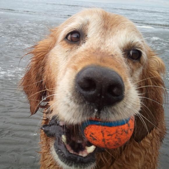 Nothing better than a run and a ball at the beach!