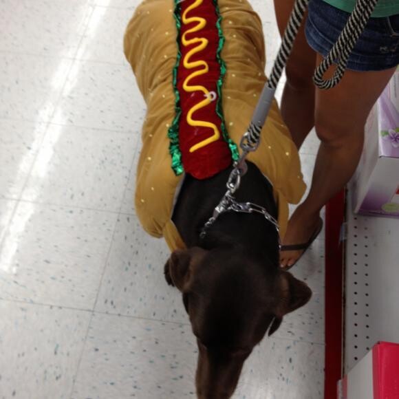 Maddie most recent picture trying on her Halloween costume