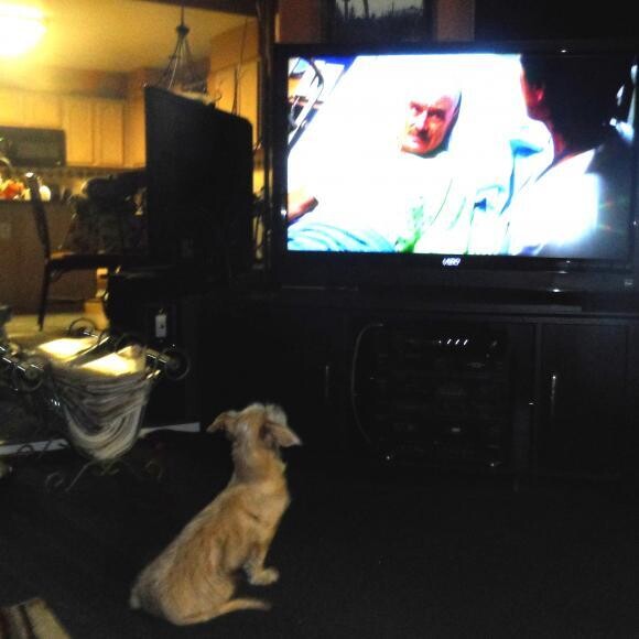 Alfie likes BREAKING BAD.