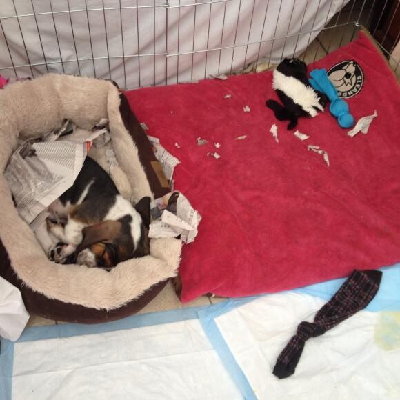 just a quick snooze then back to playing and ripping up paper