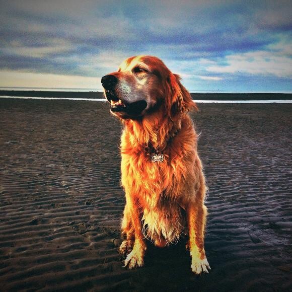 Drayden - His Favorite Beach On A Perfect Morning