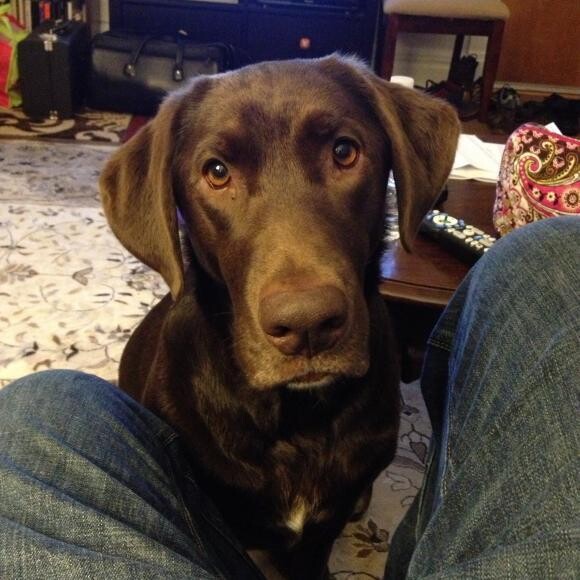 Maddie begging for her Honest Kitchen Dinner