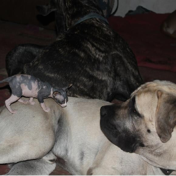 Mastiffs love every large & small!
