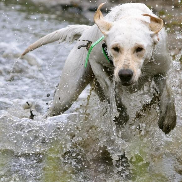 Boise enjoying what she loves best: training to be a bird dog!