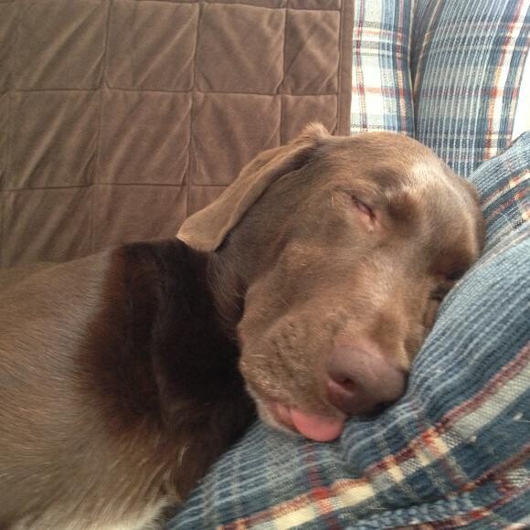 Maddie taking a snooze after a long days play