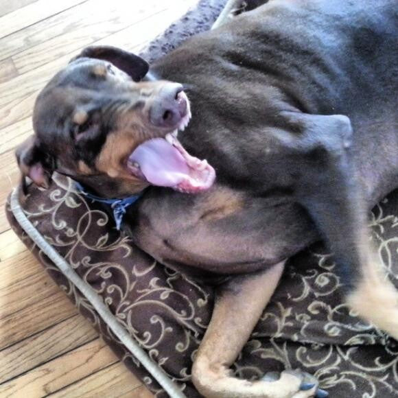 Boomer's big, scary yawn.