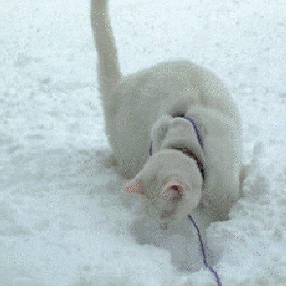Madeline loves snow, the more the better!
