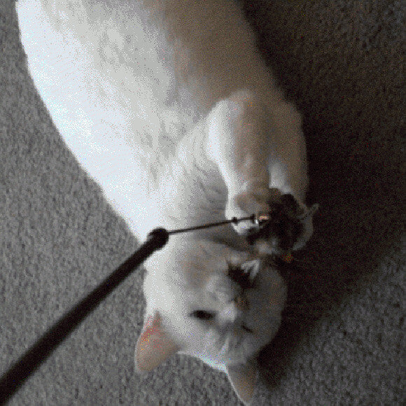 Unkinked kitty can now play like a normal cat!