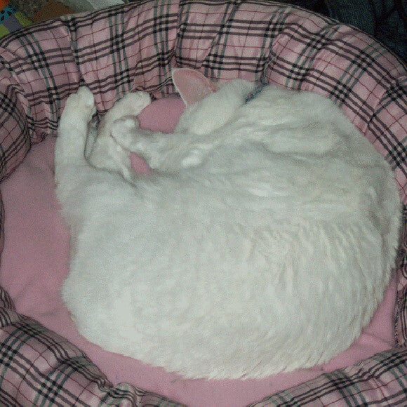 About 1 year old, in her brand new $5 bed that didn't bother her back much.