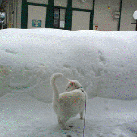 Madeline LOVES snow. Yes, it was that high. XD
