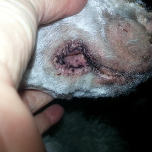 After diagnosis and treatment, pigment began to slowly return to her lips.