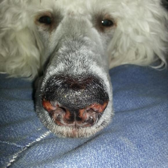One of the first symptoms before she was diagnosed - loss of pigment.