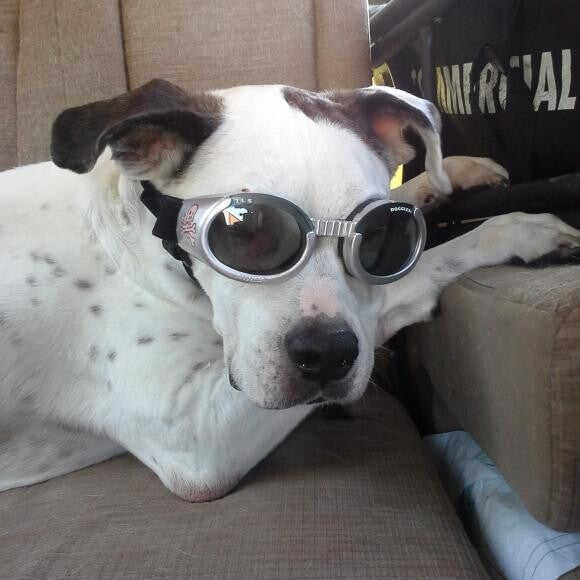 Hanging out with my doggles..Protecting my ulcers in my eyes.. All better now
