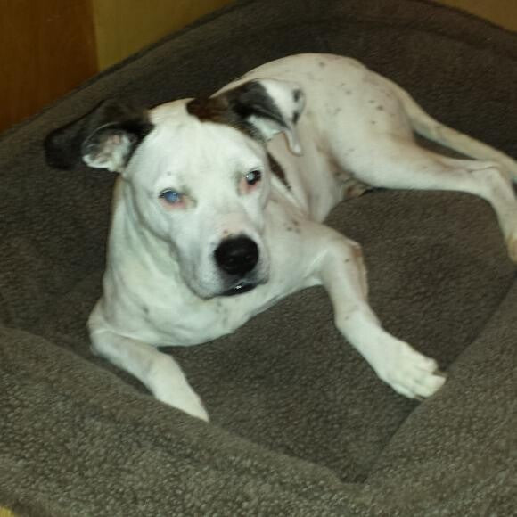 Chillin in his new bed