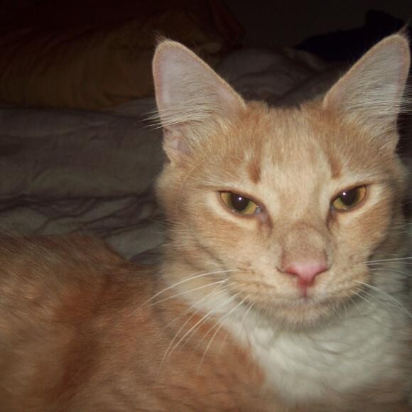 Peachy is on a Vet soft food diet. I switched to Prowl to get away from cans.