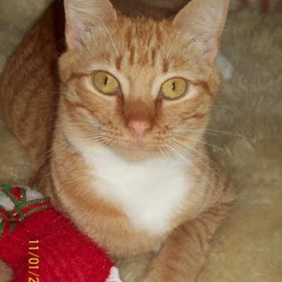Mama Purl, a tiny cat who lives with her first litter.