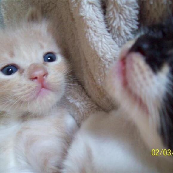Peachy 2 months, his biggest problem was his sister, now has had a UTI problem.