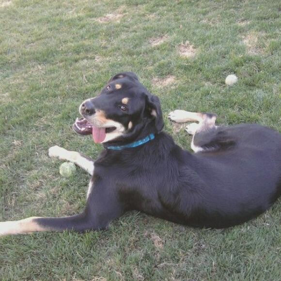 Happy Milo, full of energy!