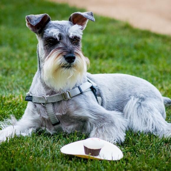 loves doggy cupcake