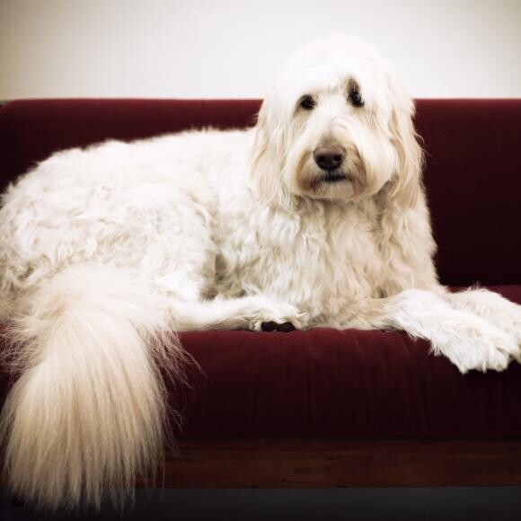 Montana is royalty in our house! He is my service dog & helps me immensely.