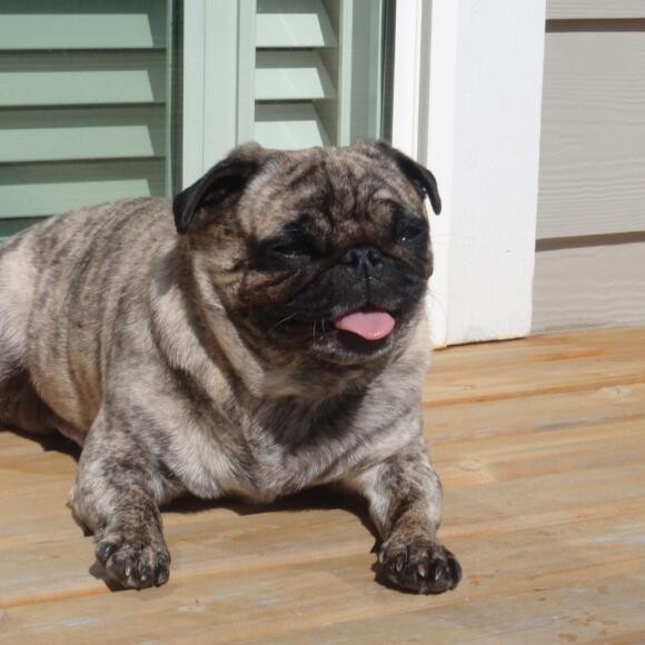 Foster Emma, after one meal of Honest Kitchen, refused all future kibble!