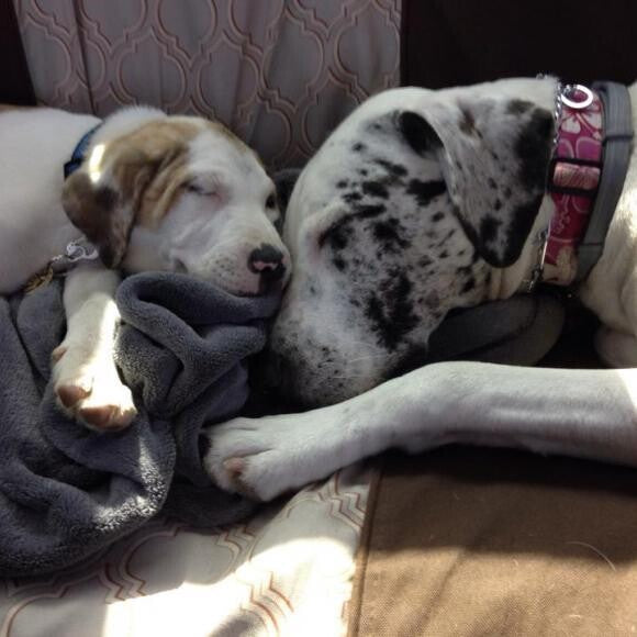 Sierra and Django