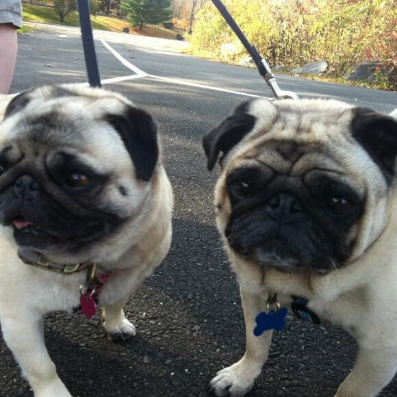 Fosters Maggie & Zoro. Trimmed these two chunksters right down